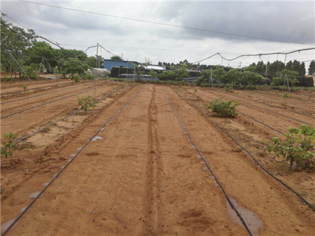 四川果园邻水脐橙采用水肥一体化设备智慧农业